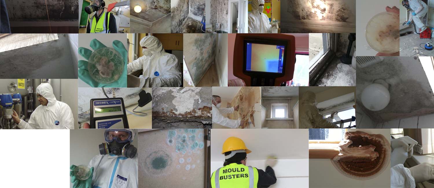mould-busters-ireland-dublin