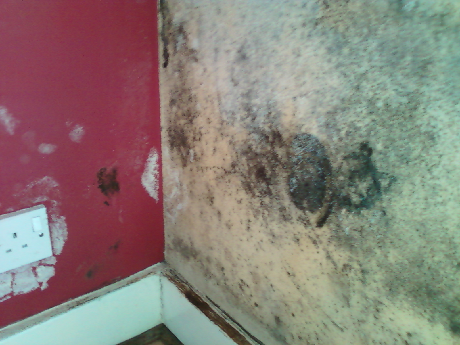 Black mould on the external wall 