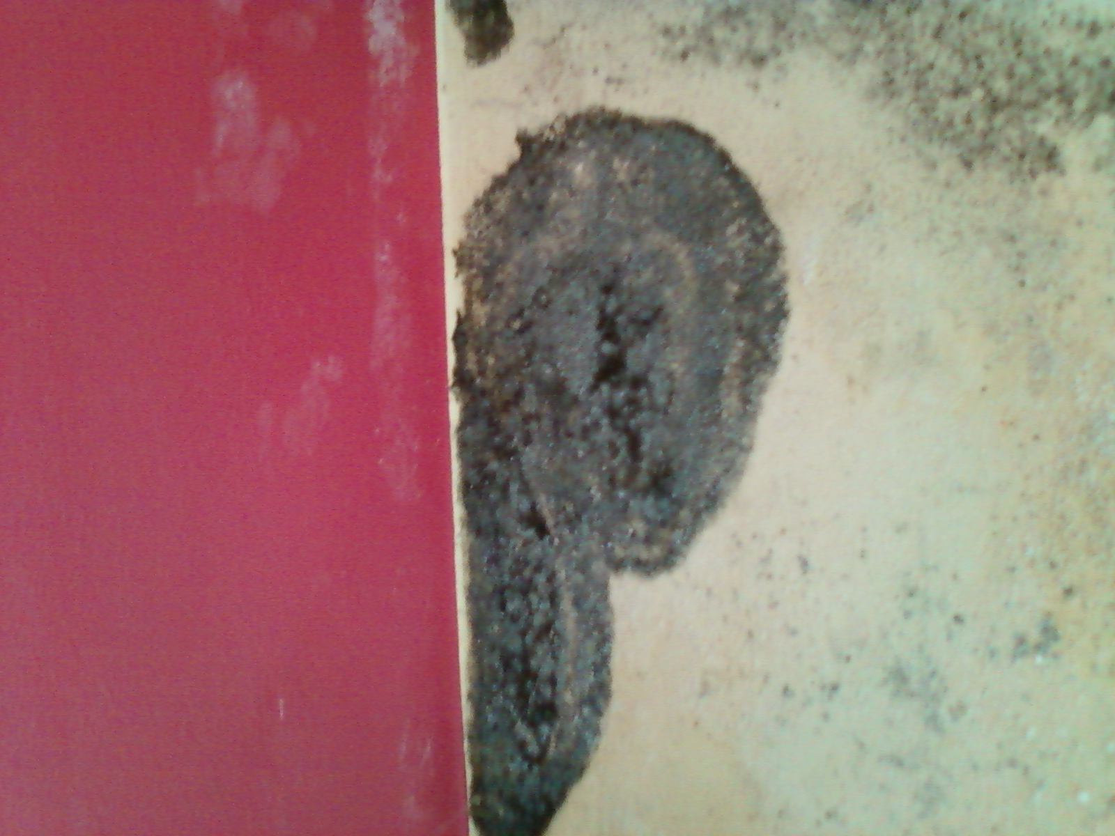 Mould contamination of the wall