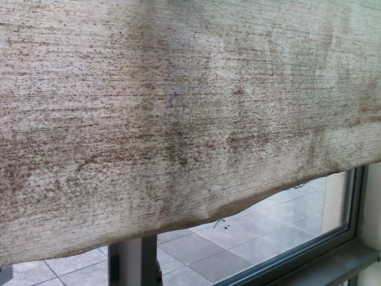 mould on the blind
