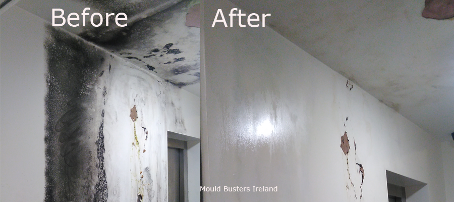 mould-removal-in-offices-dublin